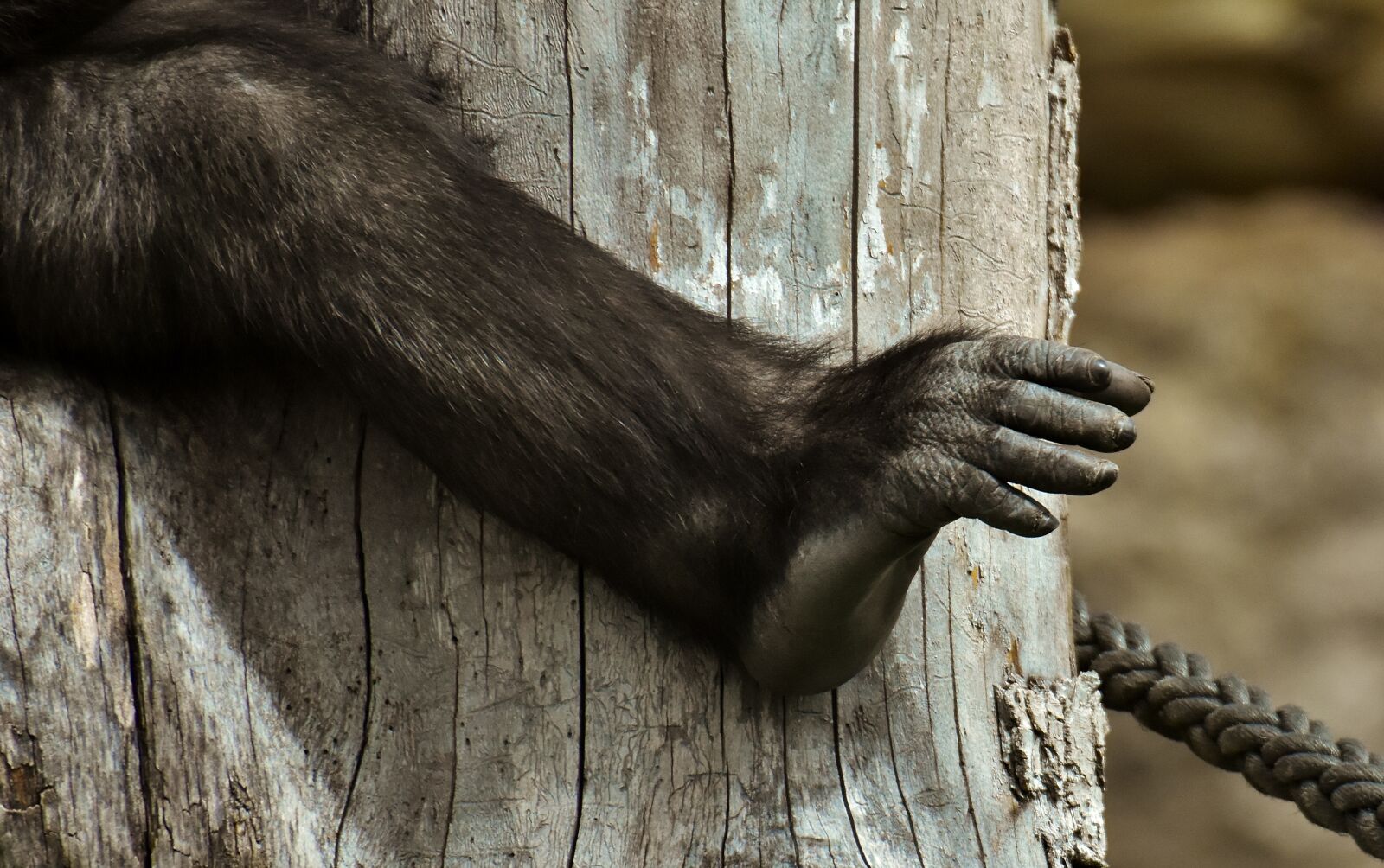 Nikon D7200 sample photo. Gorilla, monkey, foot photography
