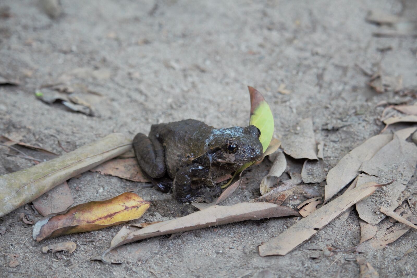 Canon EOS 700D (EOS Rebel T5i / EOS Kiss X7i) sample photo. Toad, close up, animal photography
