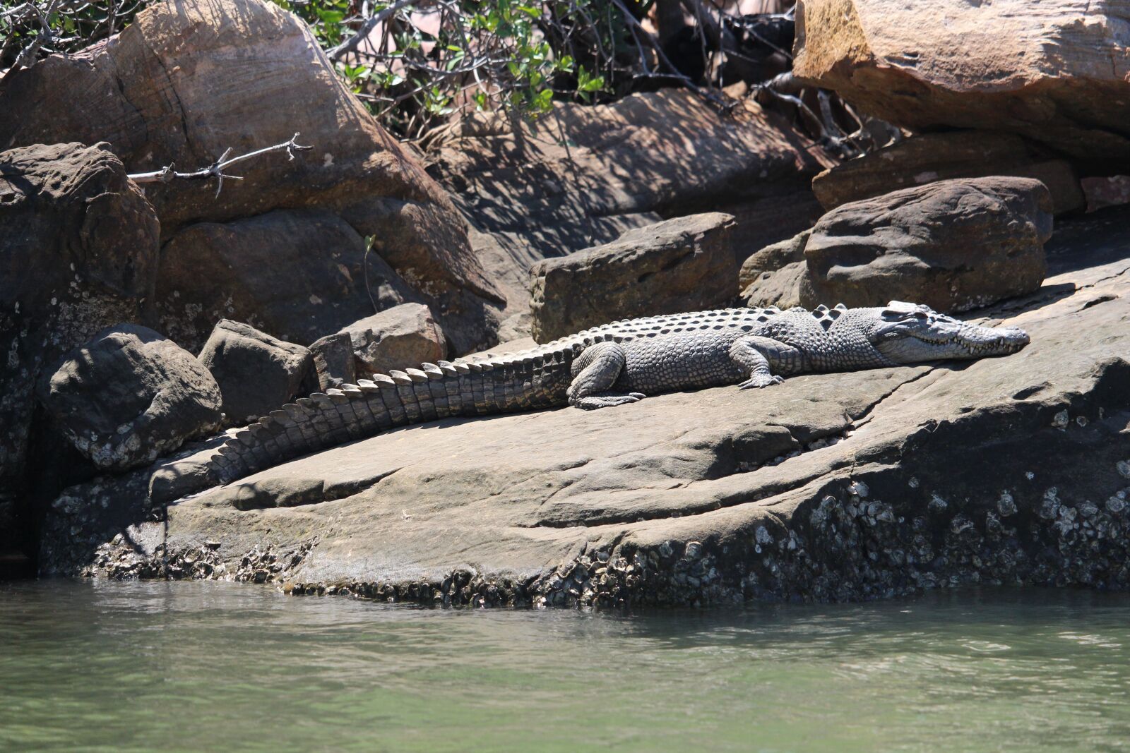 Canon EF-S 55-250mm F4-5.6 IS STM sample photo. Kimberley, saltwater crocodile, australia photography