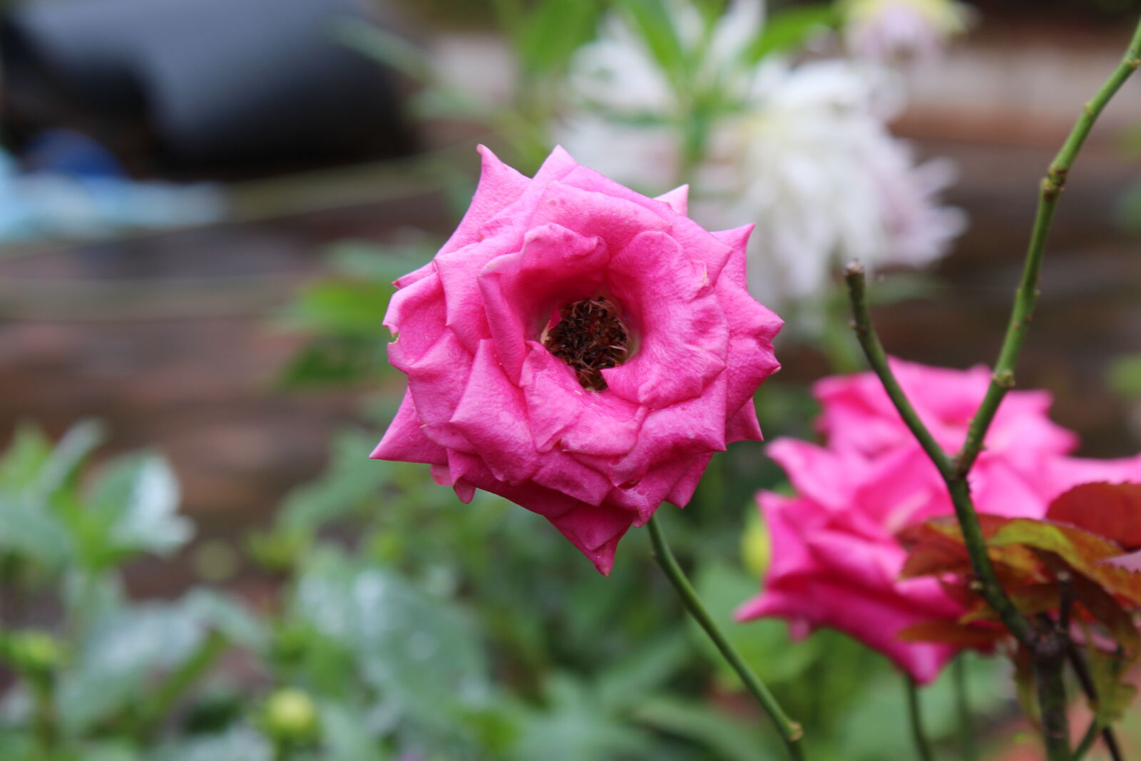 Canon EOS 700D (EOS Rebel T5i / EOS Kiss X7i) sample photo