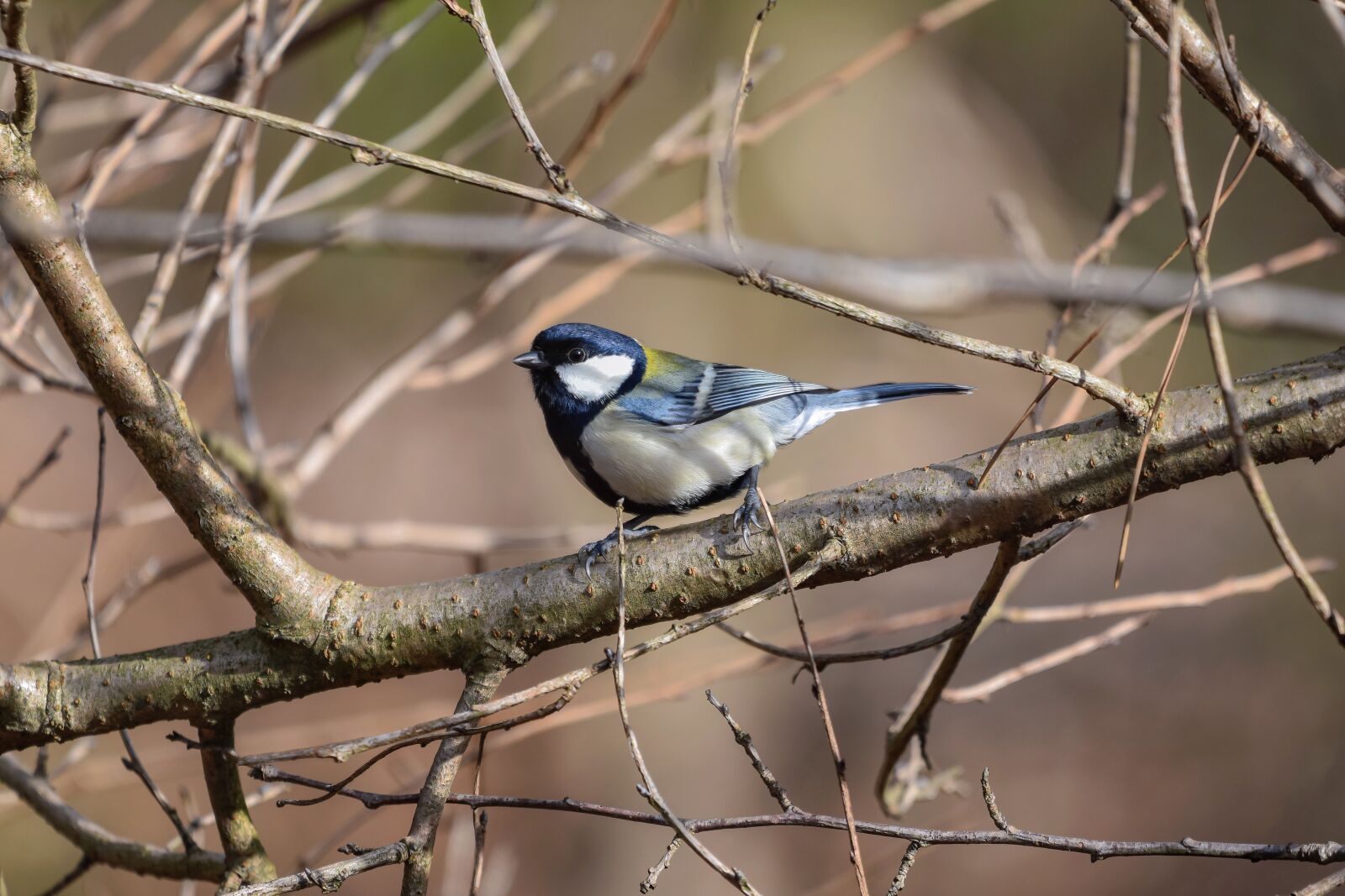 Nikon D7200 sample photo. Animal, forest, wood photography