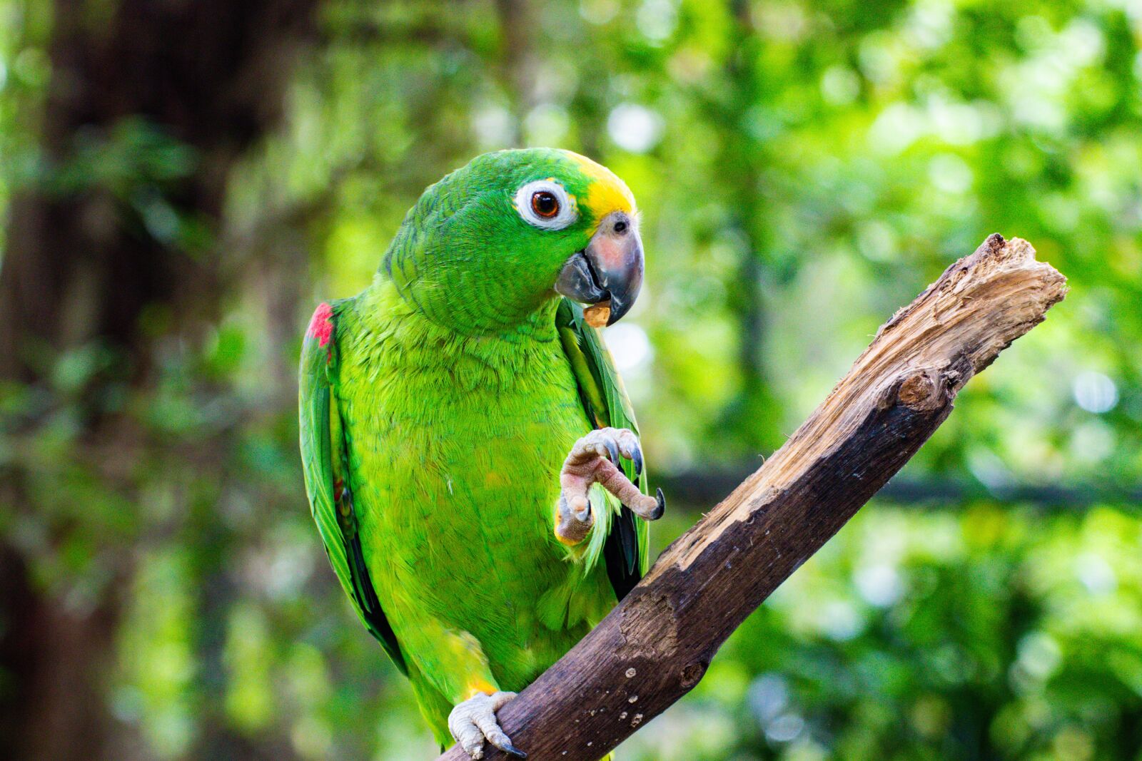 Canon EOS 800D (EOS Rebel T7i / EOS Kiss X9i) sample photo. Parrot, bird, colorful photography