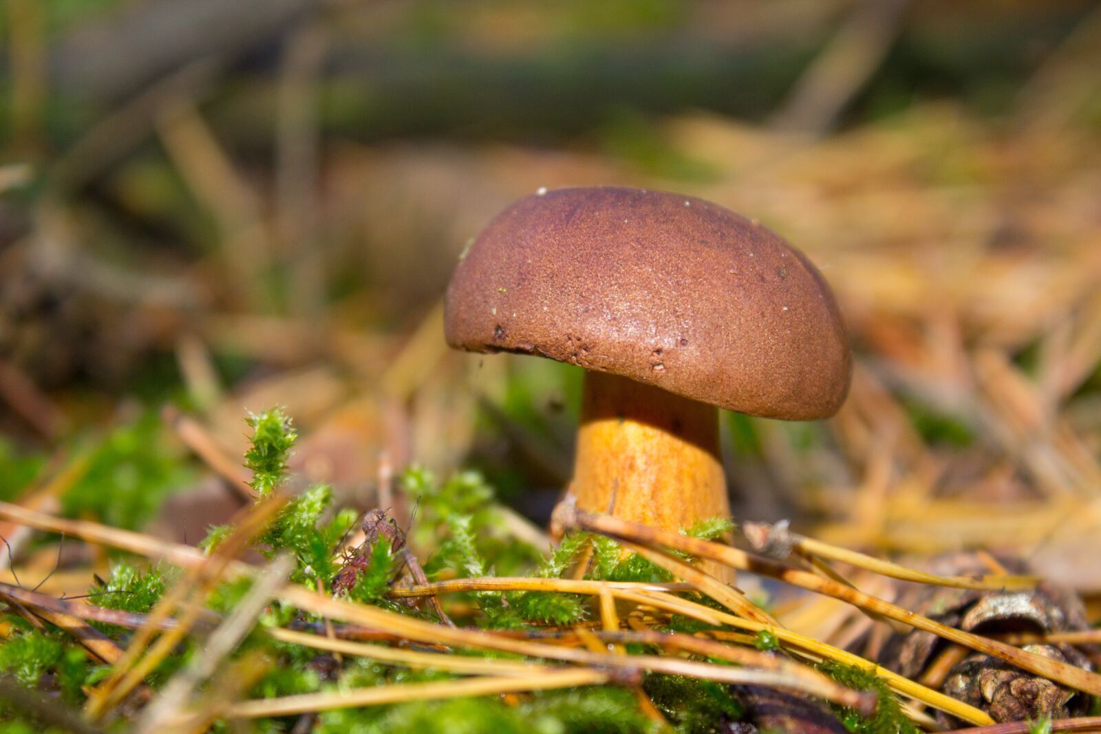 Canon EOS 600D (Rebel EOS T3i / EOS Kiss X5) sample photo. Autumn, mushroom, cep photography
