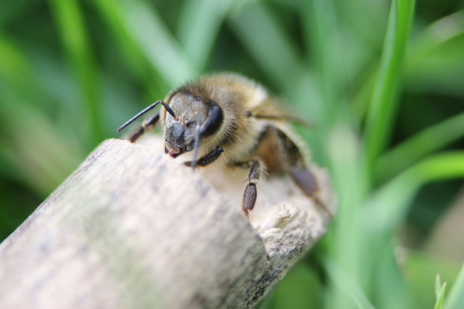 Canon EOS 550D (EOS Rebel T2i / EOS Kiss X4) sample photo. Bee, wood, stick photography