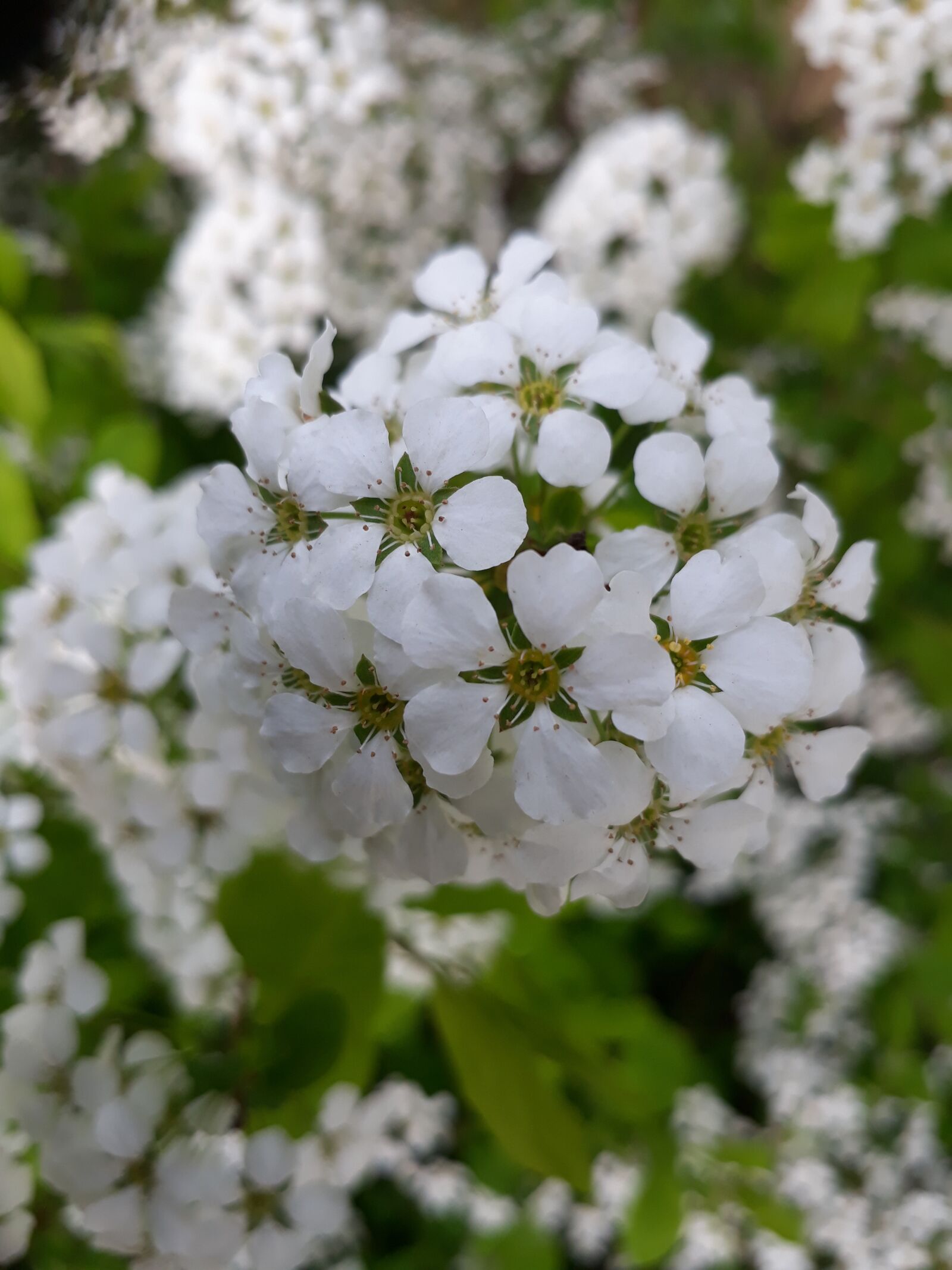 Samsung Galaxy On7(2016) sample photo. Flowers, spring flowers, white photography