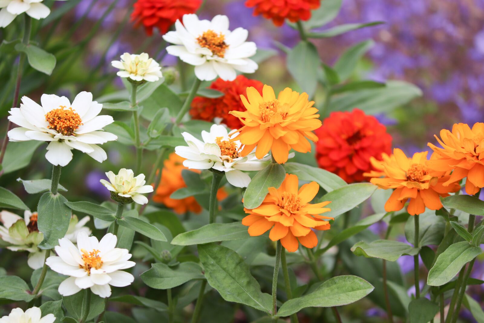Canon EOS 200D (EOS Rebel SL2 / EOS Kiss X9) sample photo. Flowers, flower garden, garden photography