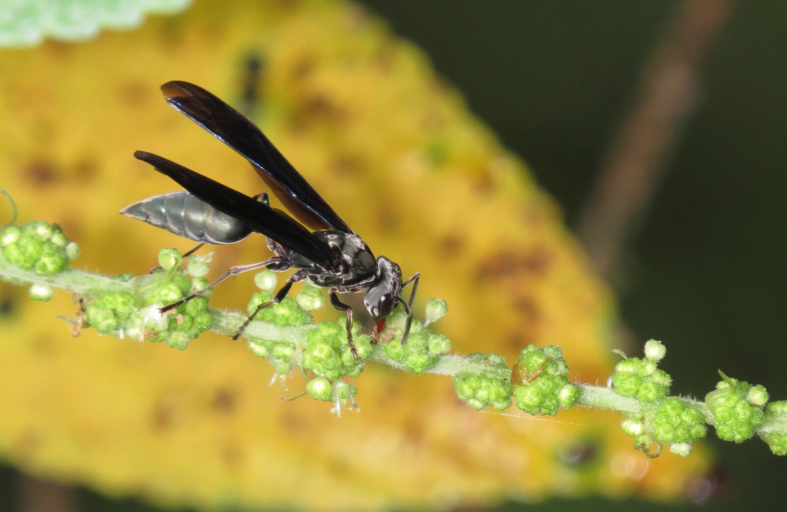 Canon PowerShot SX50 HS sample photo. Insect, wasp, macro photography