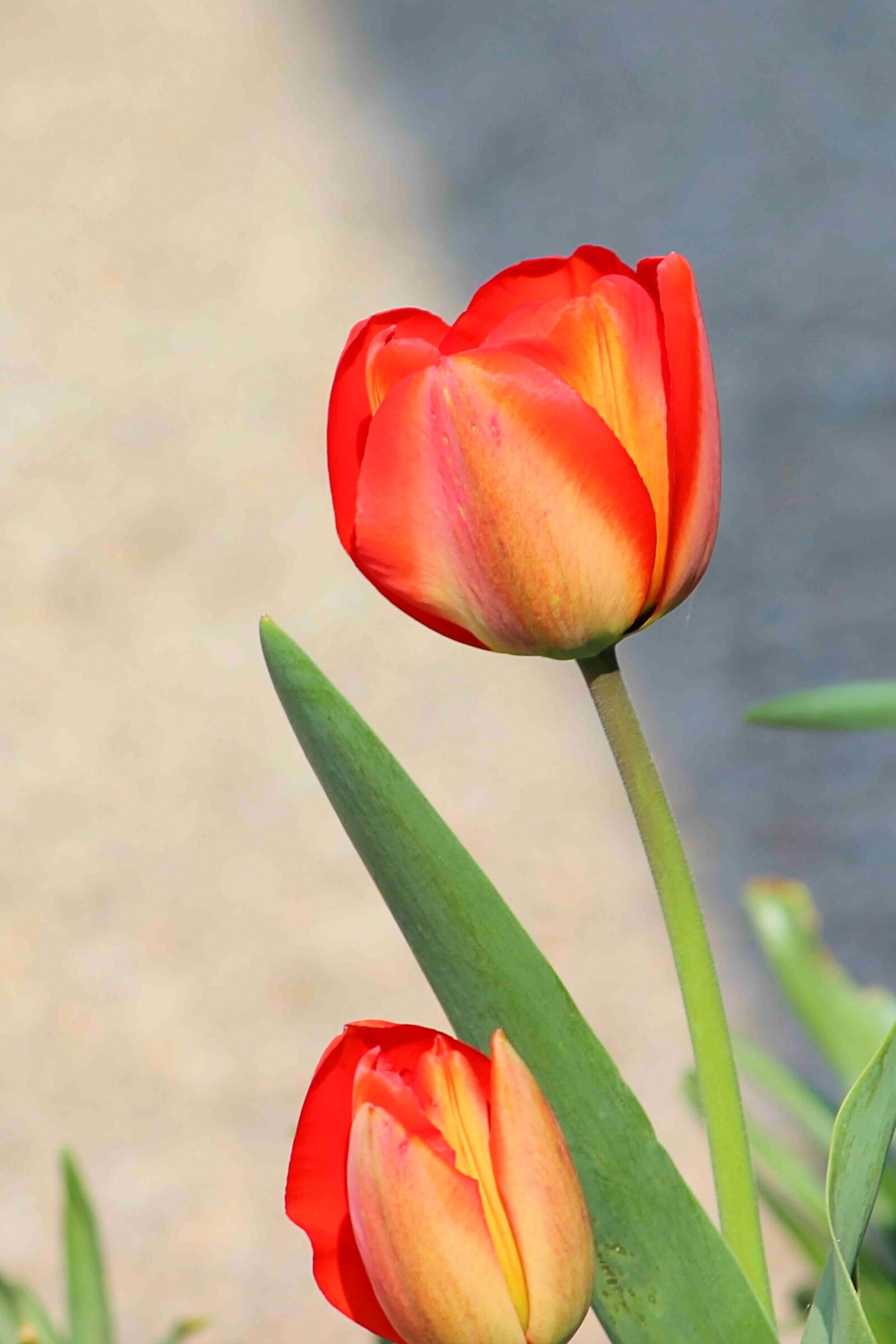 Canon EOS 600D (Rebel EOS T3i / EOS Kiss X5) sample photo. Flowers, tulips, spring photography