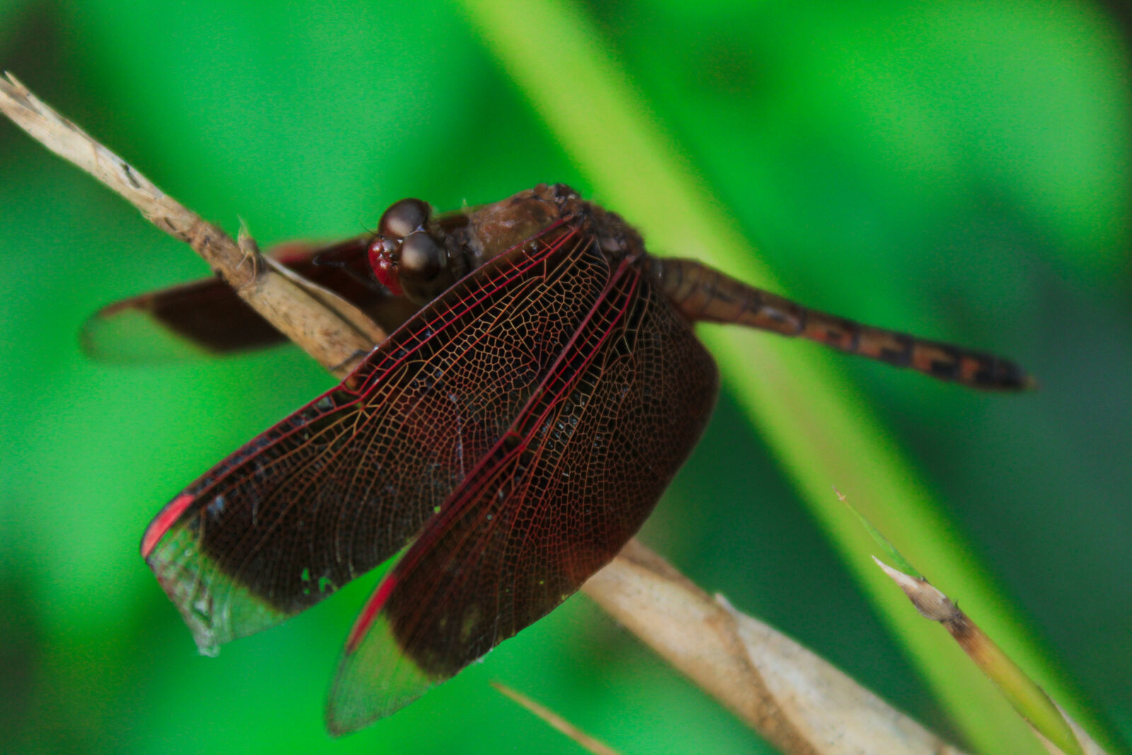 Canon EOS 1200D (EOS Rebel T5 / EOS Kiss X70 / EOS Hi) sample photo. Red, and, brown, dragonfly photography