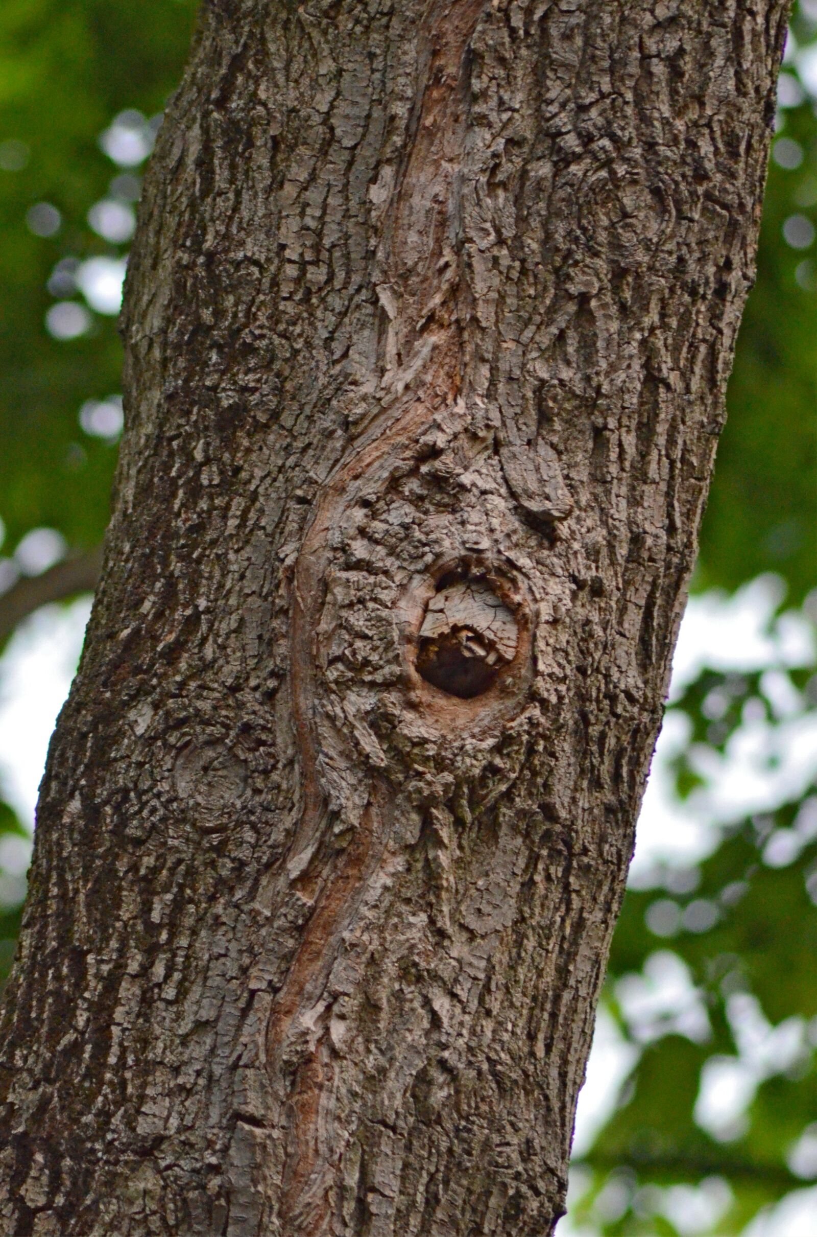 Nikon D5100 sample photo. Tree, face, wood photography