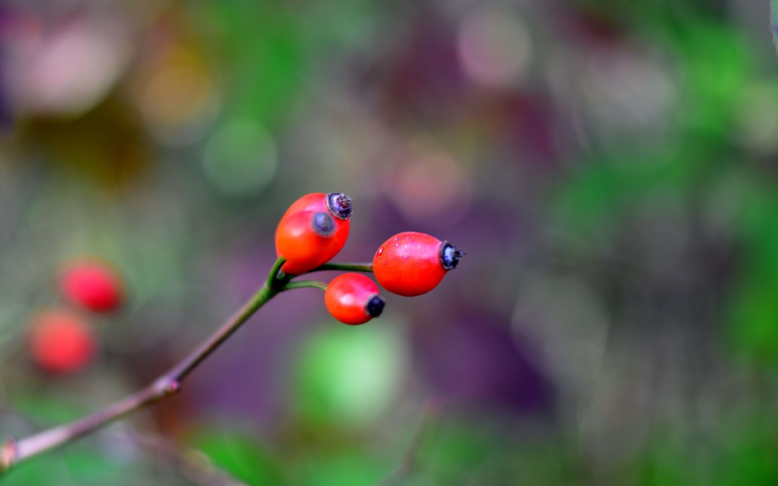 Nikon D5200 sample photo. Autumn, rose hip, roses photography