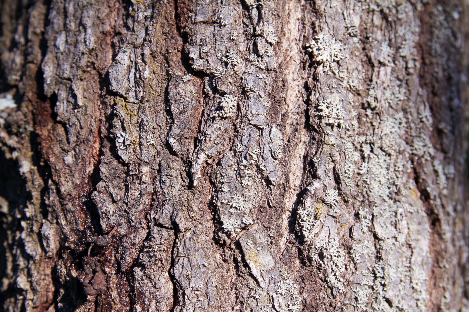 Canon EOS 60D sample photo. Tree, bark, texture photography