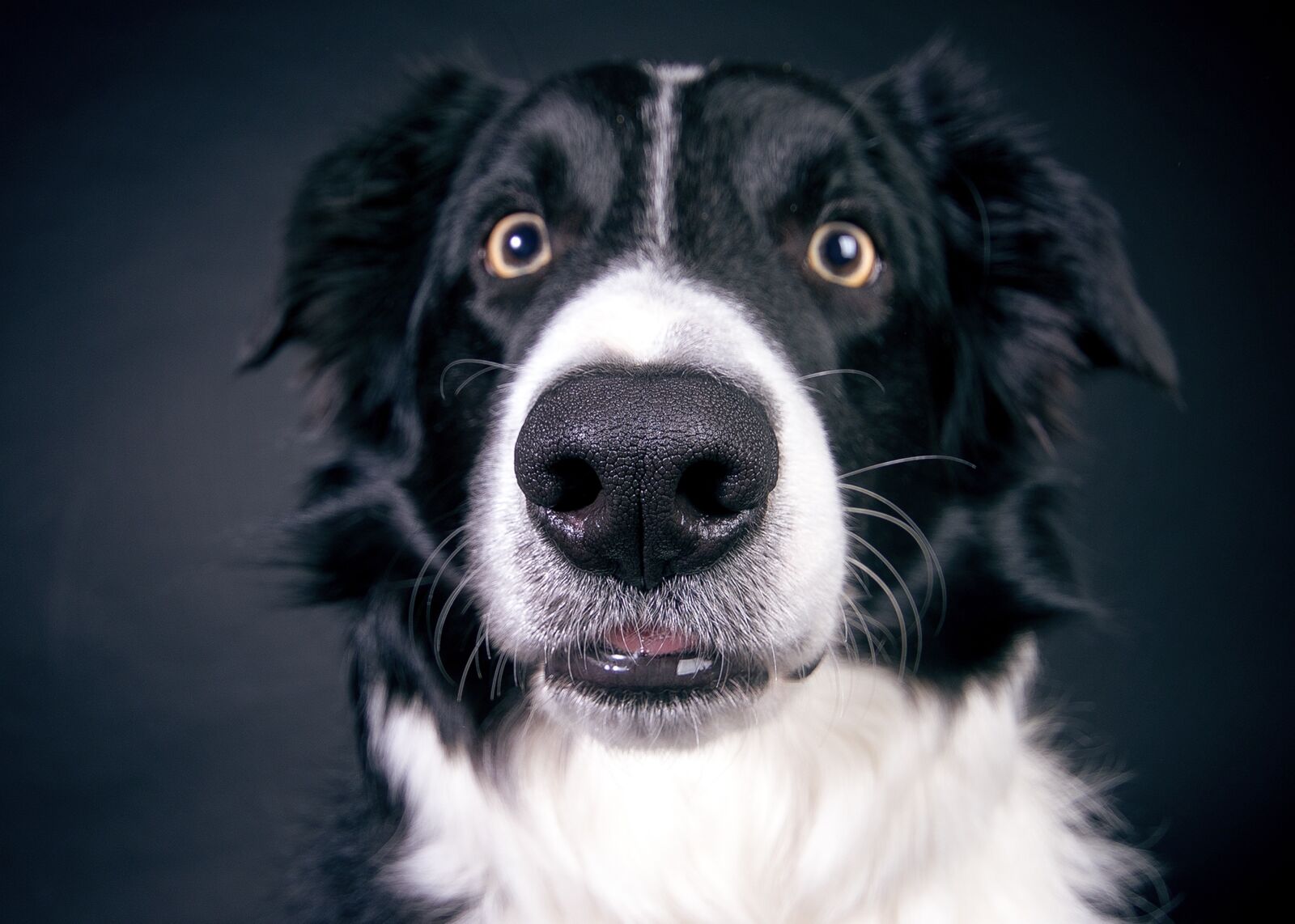 Canon EOS 7D Mark II sample photo. Dog, nose, snout photography