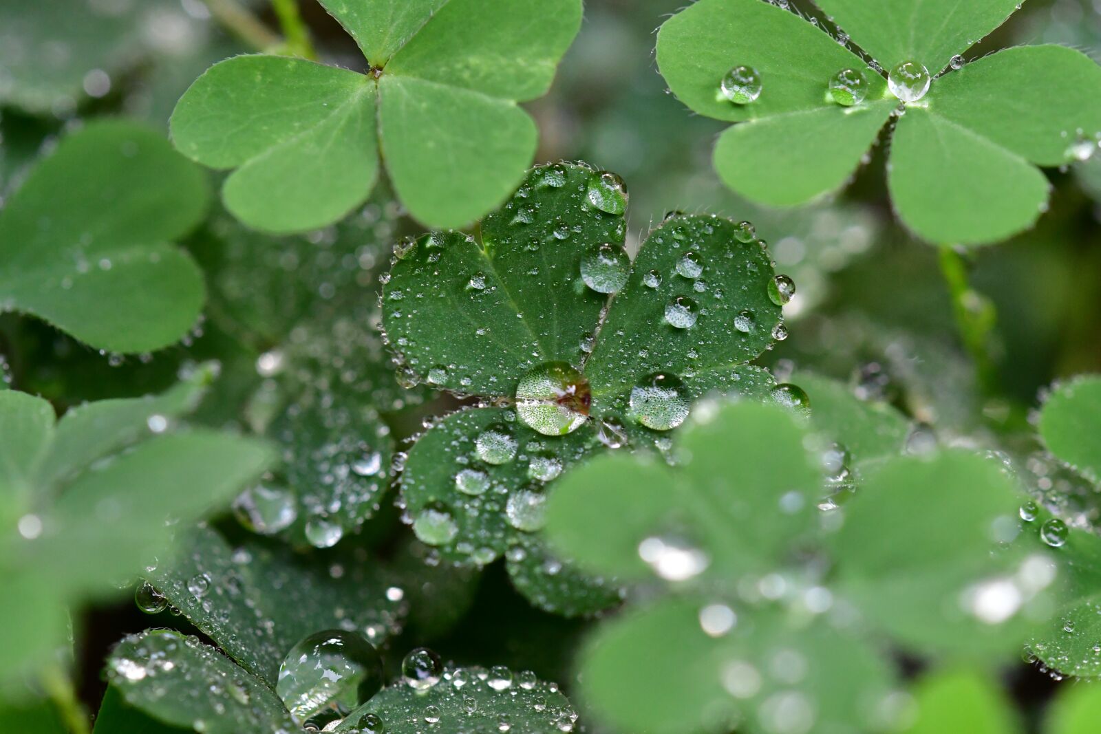 Nikon D500 sample photo. Cloverleaf, shamrock, green leaves photography
