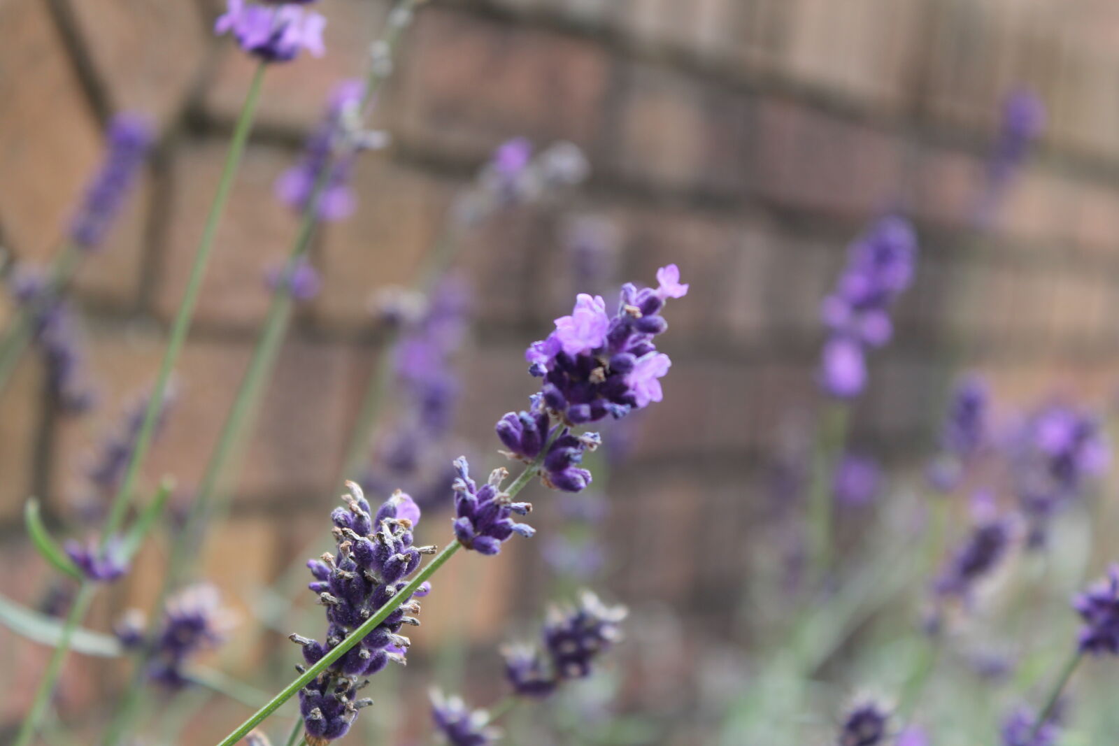 Canon EOS 1100D (EOS Rebel T3 / EOS Kiss X50) sample photo. Lavender, macro photography