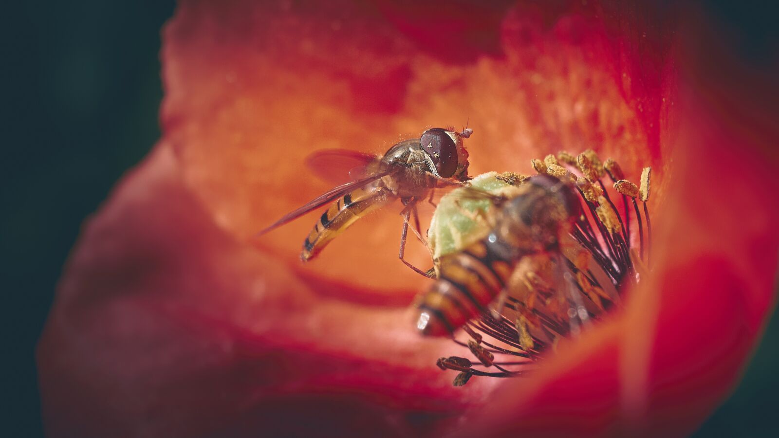 Olympus M.ZUIKO DIGITAL ED 12-40mm 1:2.8 sample photo. Bee, flower, nectar photography