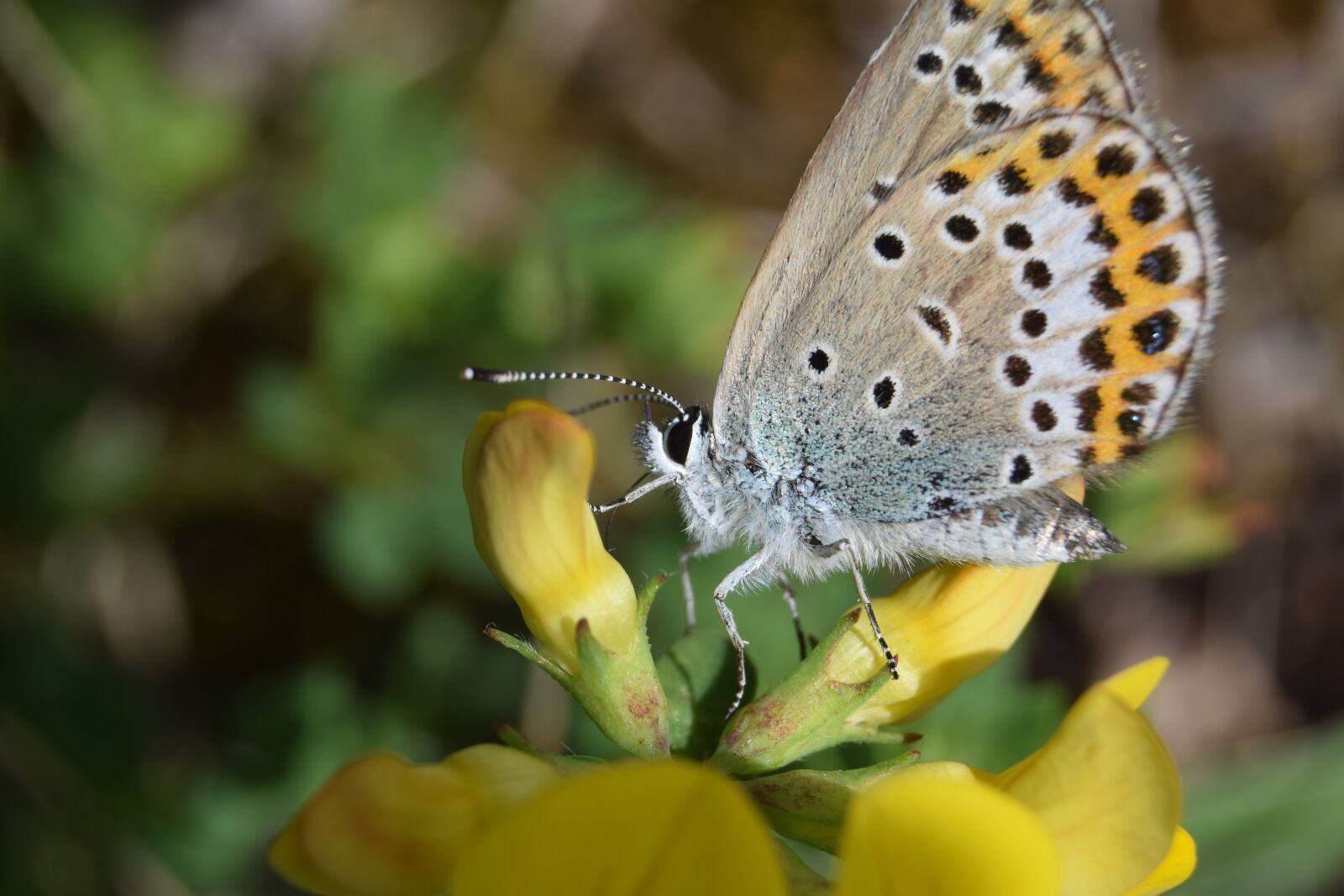 Nikon D3300 sample photo. Common bl uling, butterflies photography