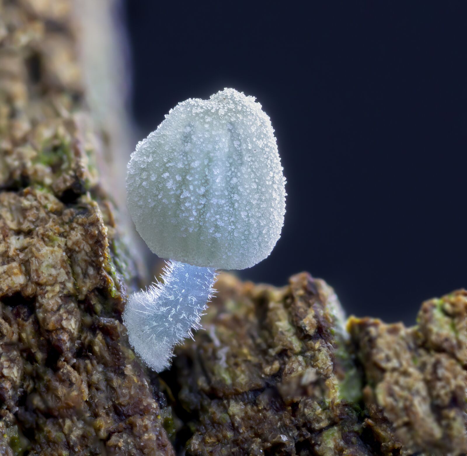 Canon MP-E 65mm F2.5 1-5x Macro Photo sample photo. Fungi, mushroom, miniature photography