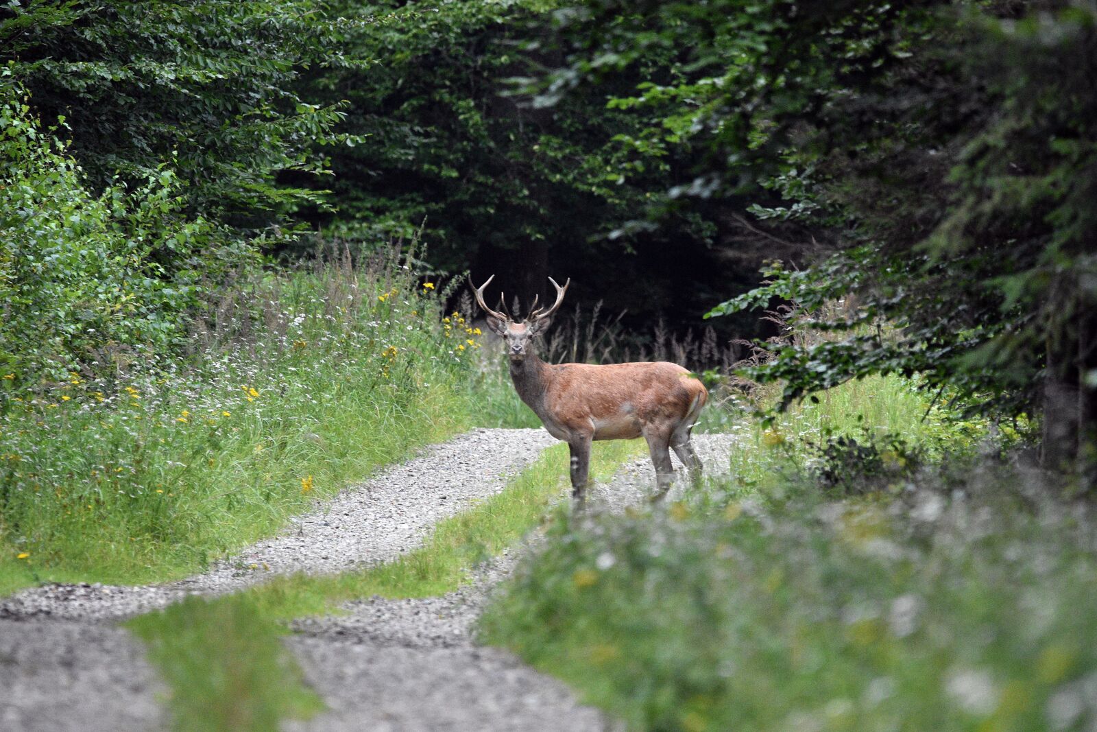 Nikon D3400 sample photo. Red deer, bull, antlers photography