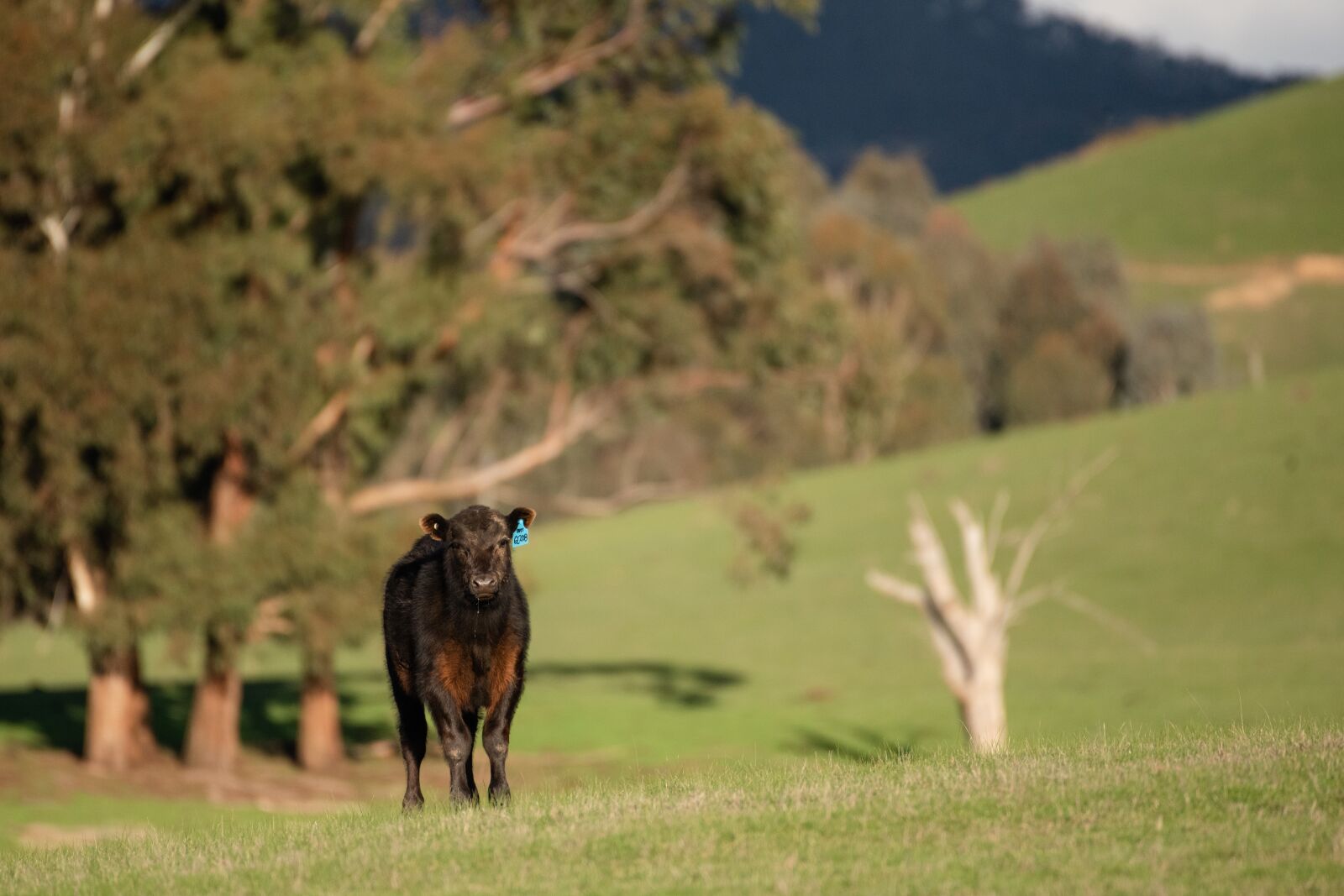 Nikon D750 sample photo. Cow, calf, young photography