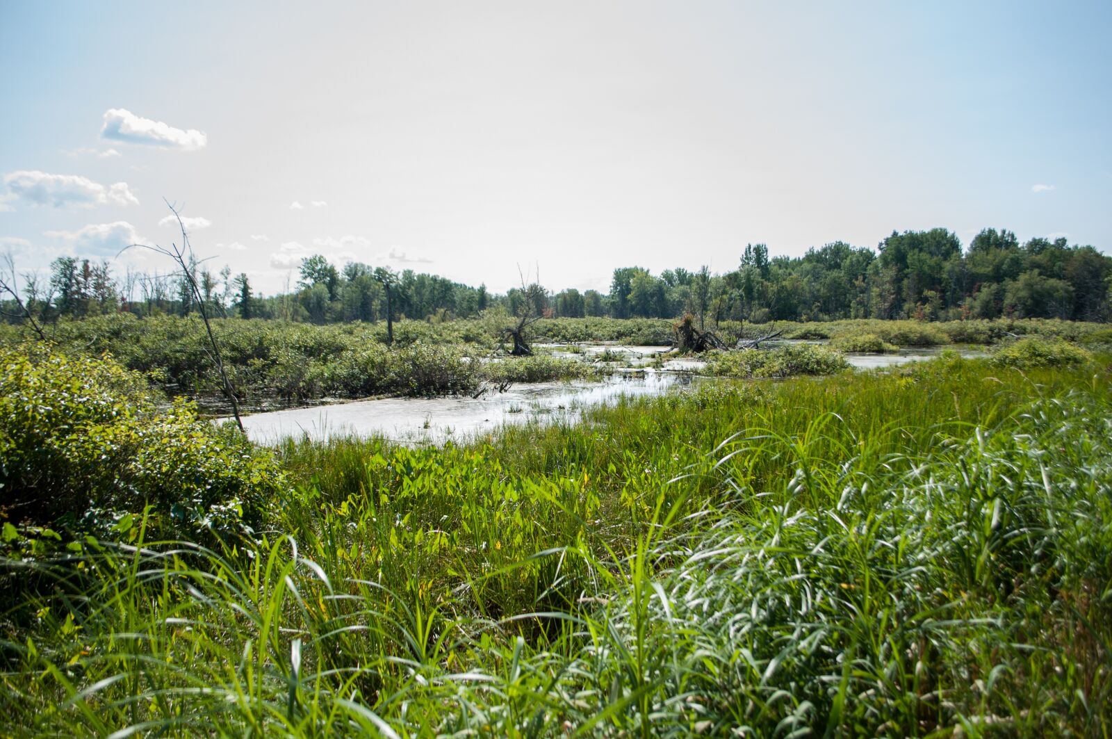 Nikon D5000 sample photo. Nature, swamp, tree photography