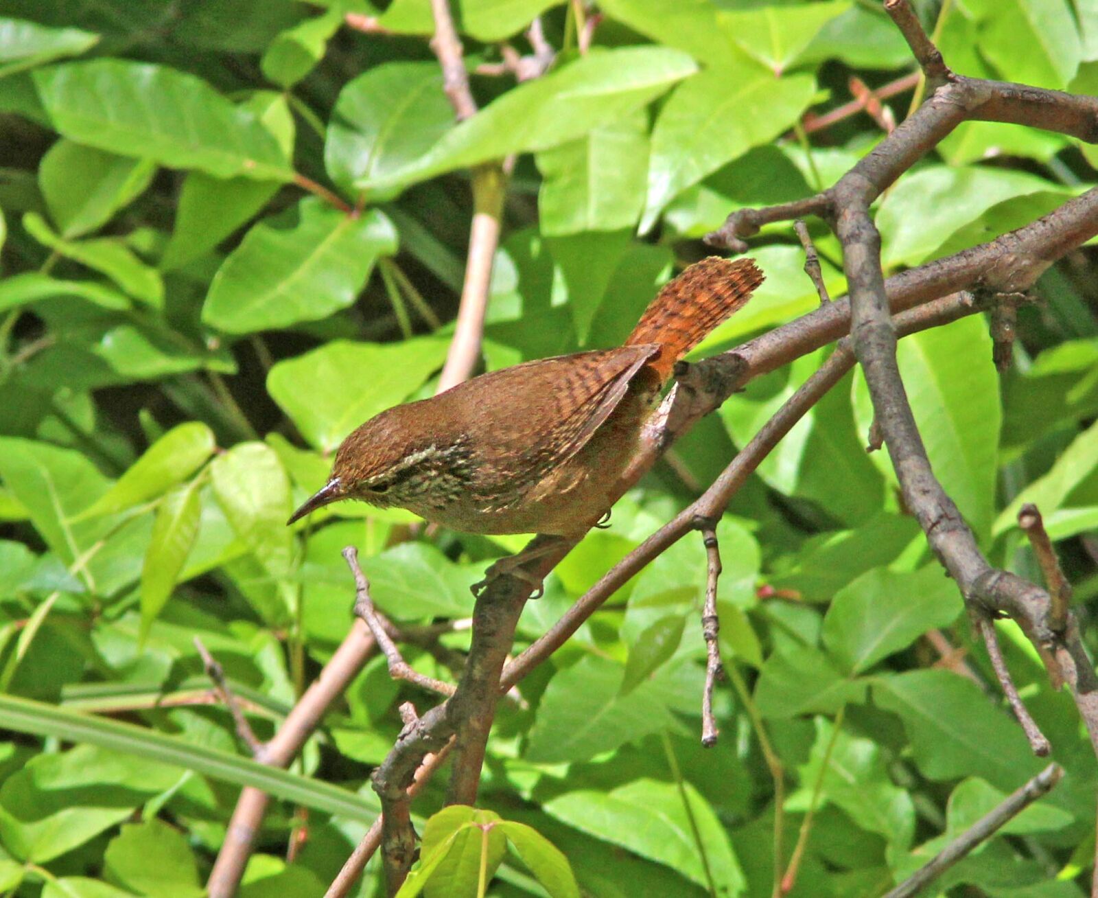 Canon EF 300mm F4L IS USM sample photo
