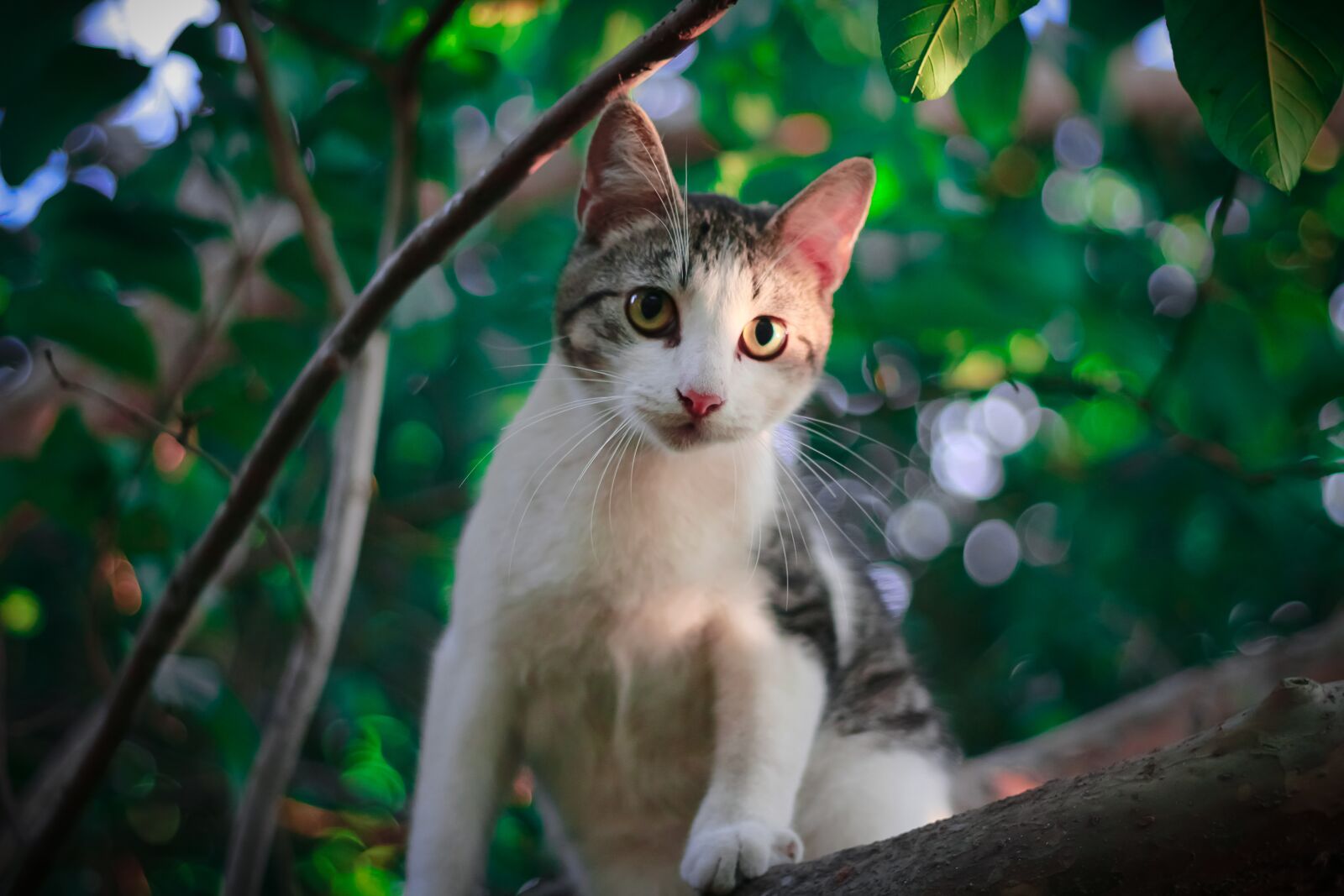 Canon EF 50mm F1.8 STM sample photo. Cat, animals, pets photography