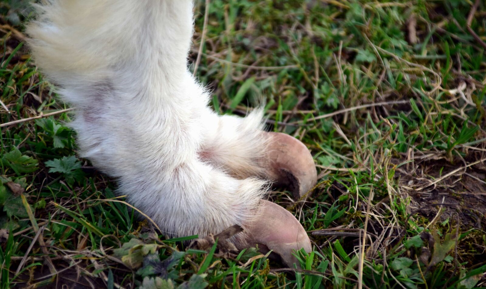 Nikon D3300 sample photo. Hoof, animal, fur, grass photography