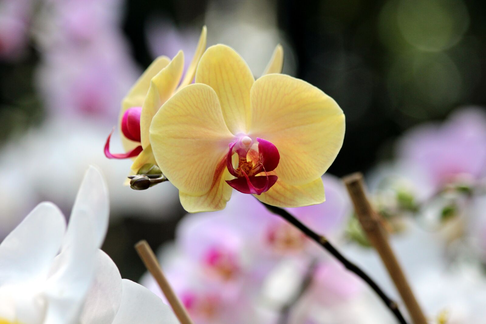 Canon EOS 650D (EOS Rebel T4i / EOS Kiss X6i) sample photo. Orchid, flowers, phalaenopsis photography