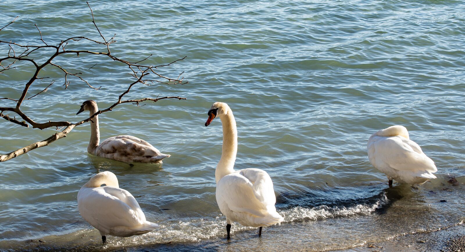 Canon EF 70-300mm F4-5.6 IS USM sample photo. Swans, young swan, young photography