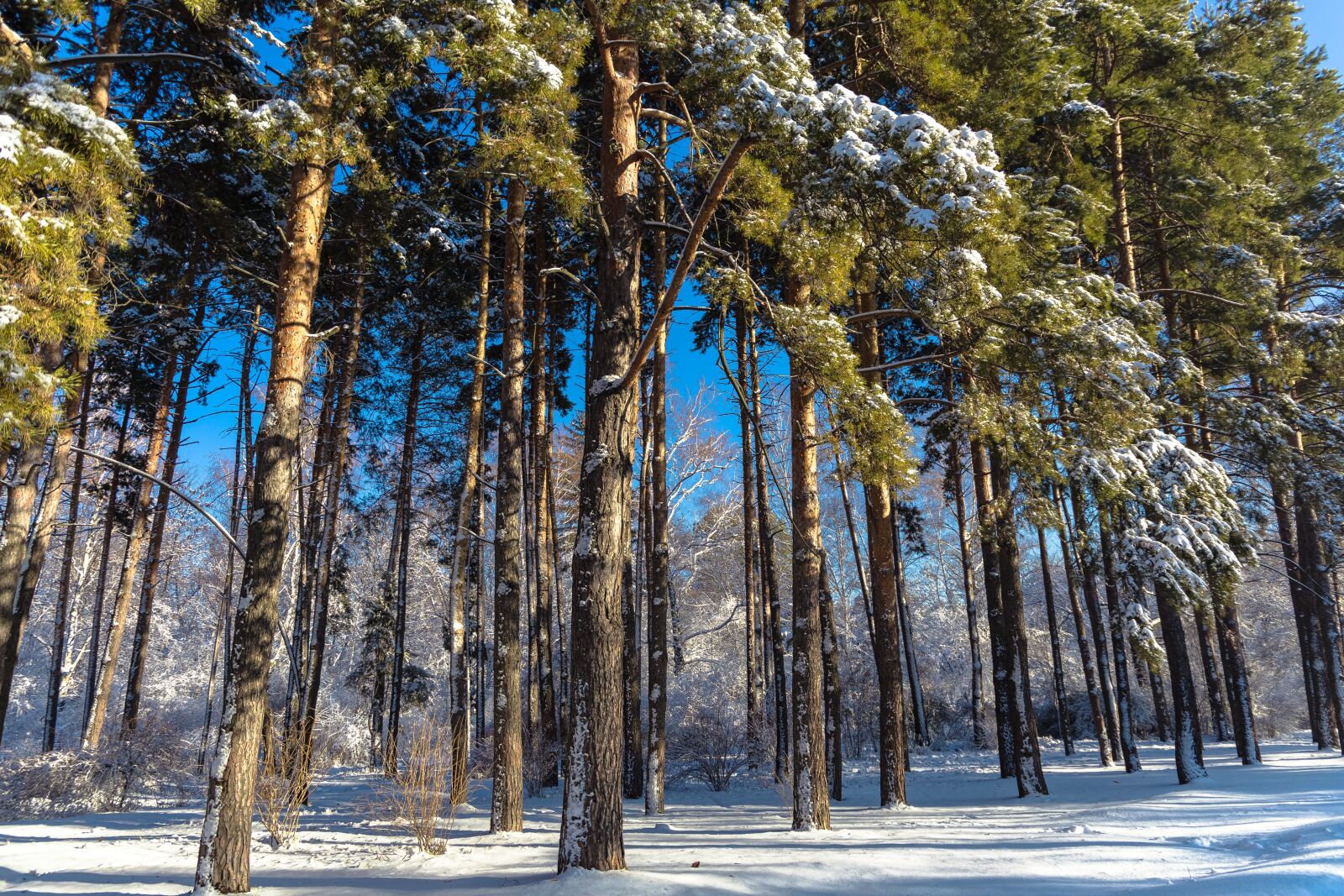 Canon EF 24-105mm F3.5-5.6 IS STM sample photo. Tree, wood, nature photography