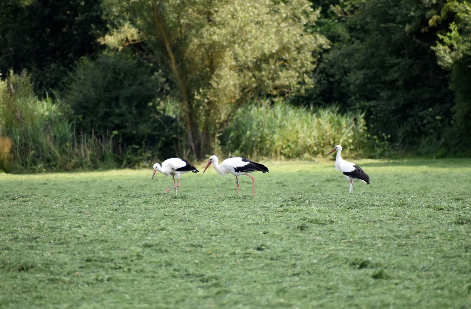 Nikon D3500 sample photo. Stork, fields, grass photography