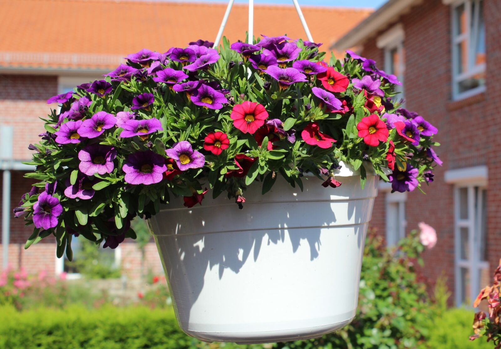 Canon EOS 600D (Rebel EOS T3i / EOS Kiss X5) sample photo. Flowerpot, flower, spring photography