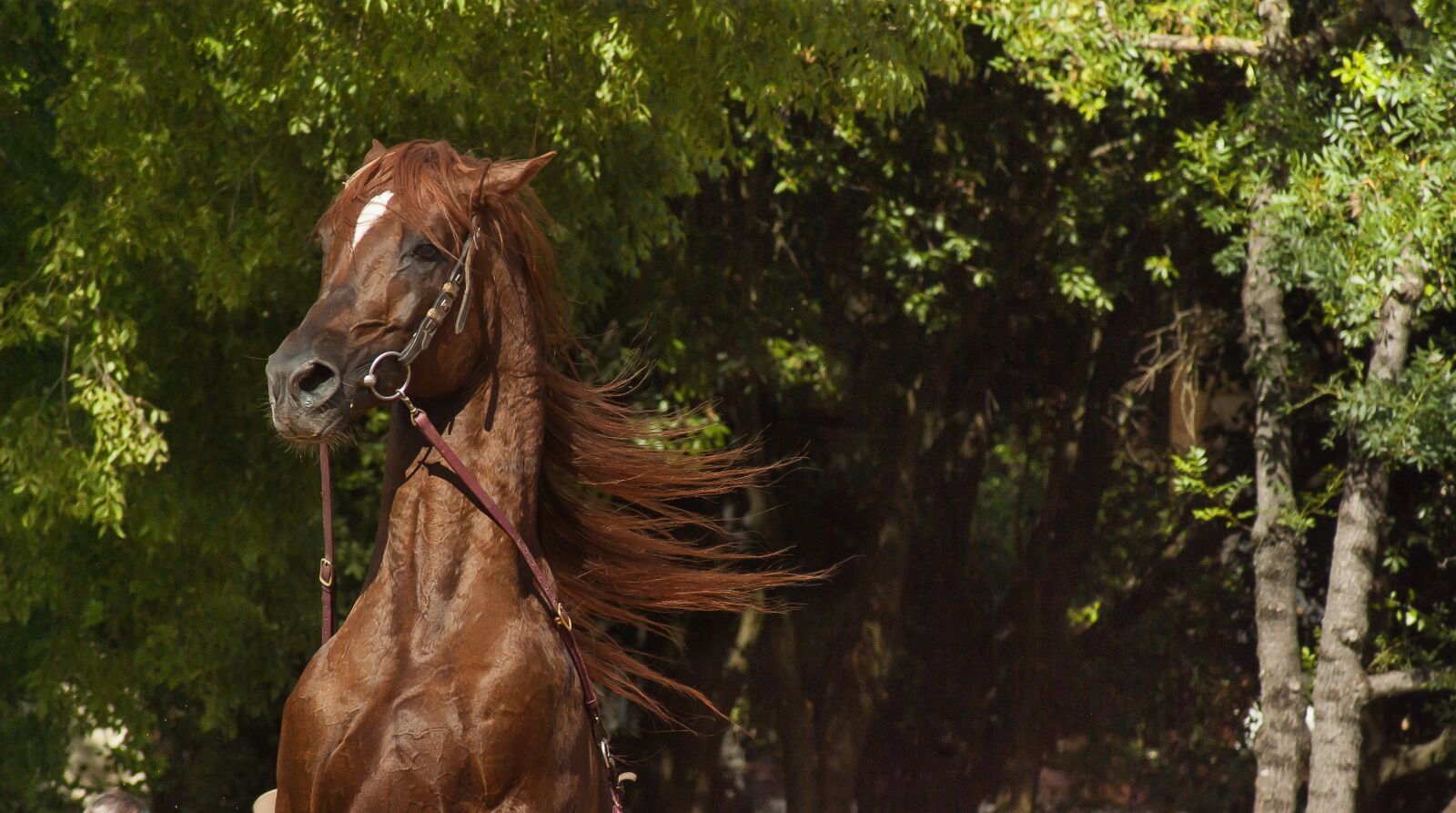 Tamron AF 70-300mm F4-5.6 Di LD Macro sample photo. Horse, horseback riding, dressage photography