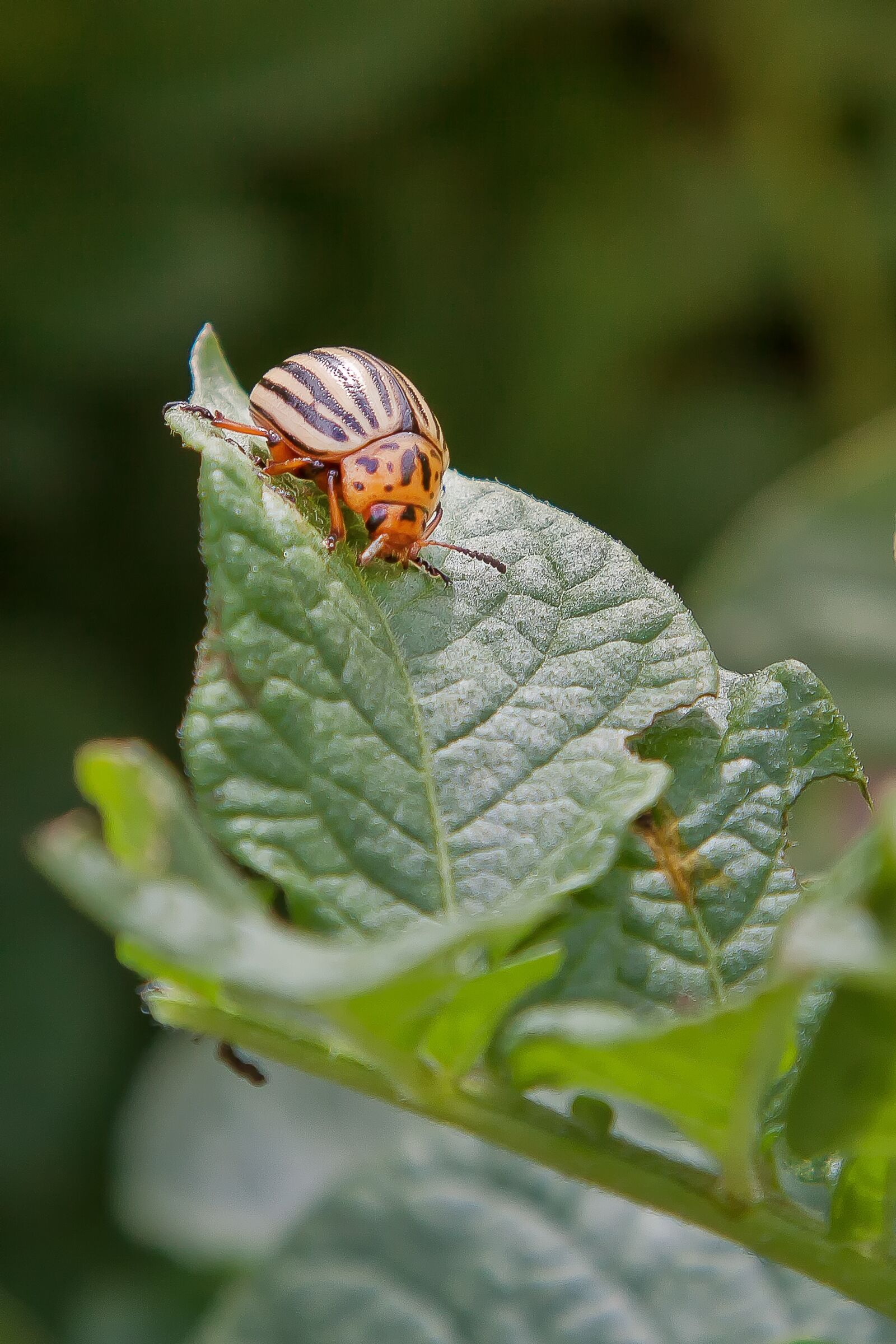 Canon EF 24-105mm F4L IS USM sample photo. Potato beetle, pest, insect photography
