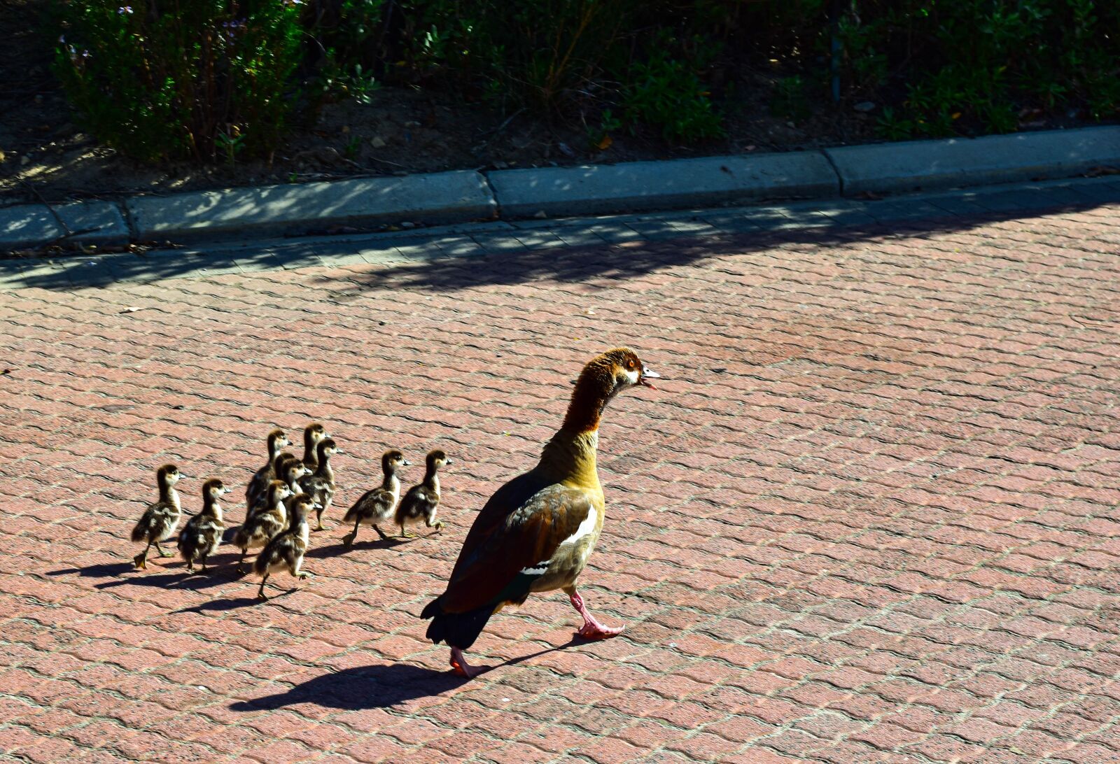 Nikon D5500 sample photo. Egyptian goose, goslings, family photography