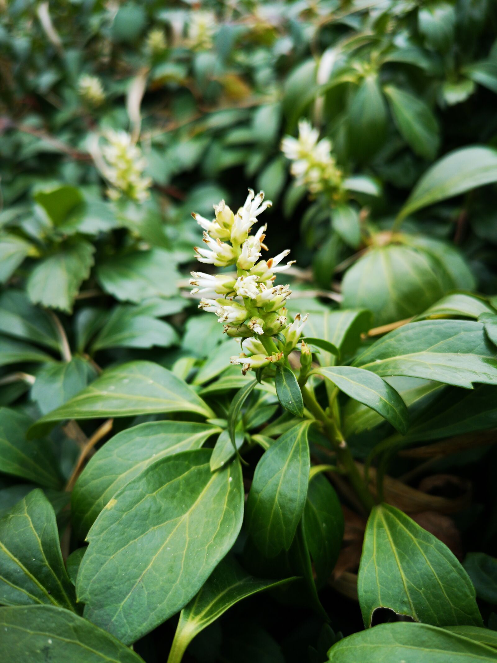 HUAWEI CLT-L29 sample photo. Pachysandra, buxaceae, green photography