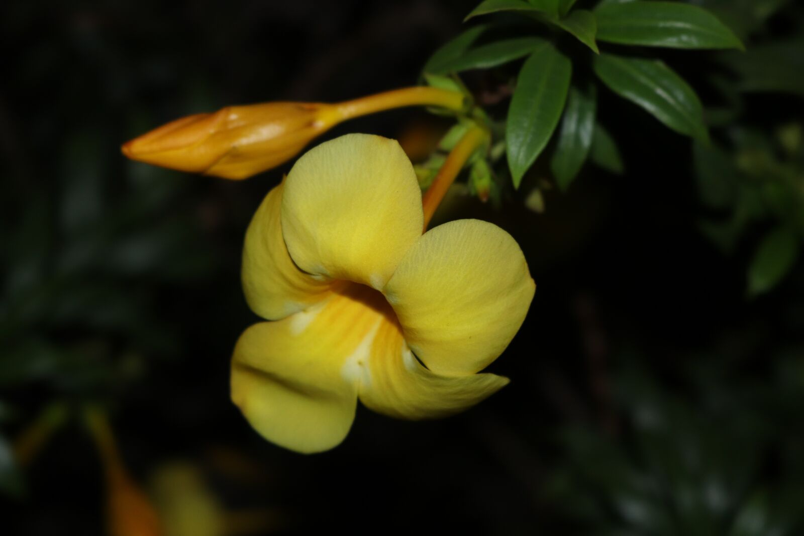 Canon EOS 200D (EOS Rebel SL2 / EOS Kiss X9) sample photo. Flower, yellow flower, night photography