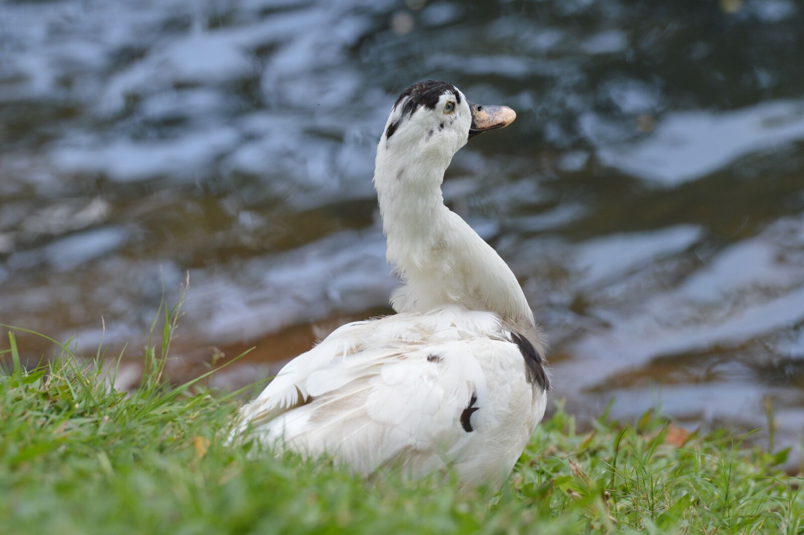 Nikon D3200 sample photo. Duck, bird, nature photography