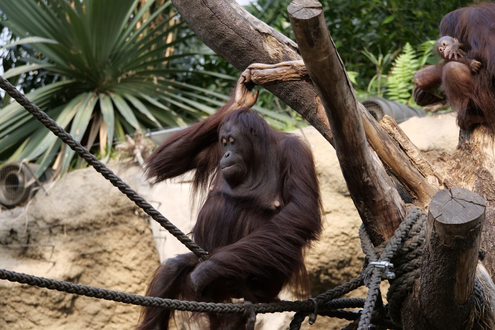 Panasonic Lumix DC-G9 sample photo. Mammal, orang-utan, orang-utan-baby photography