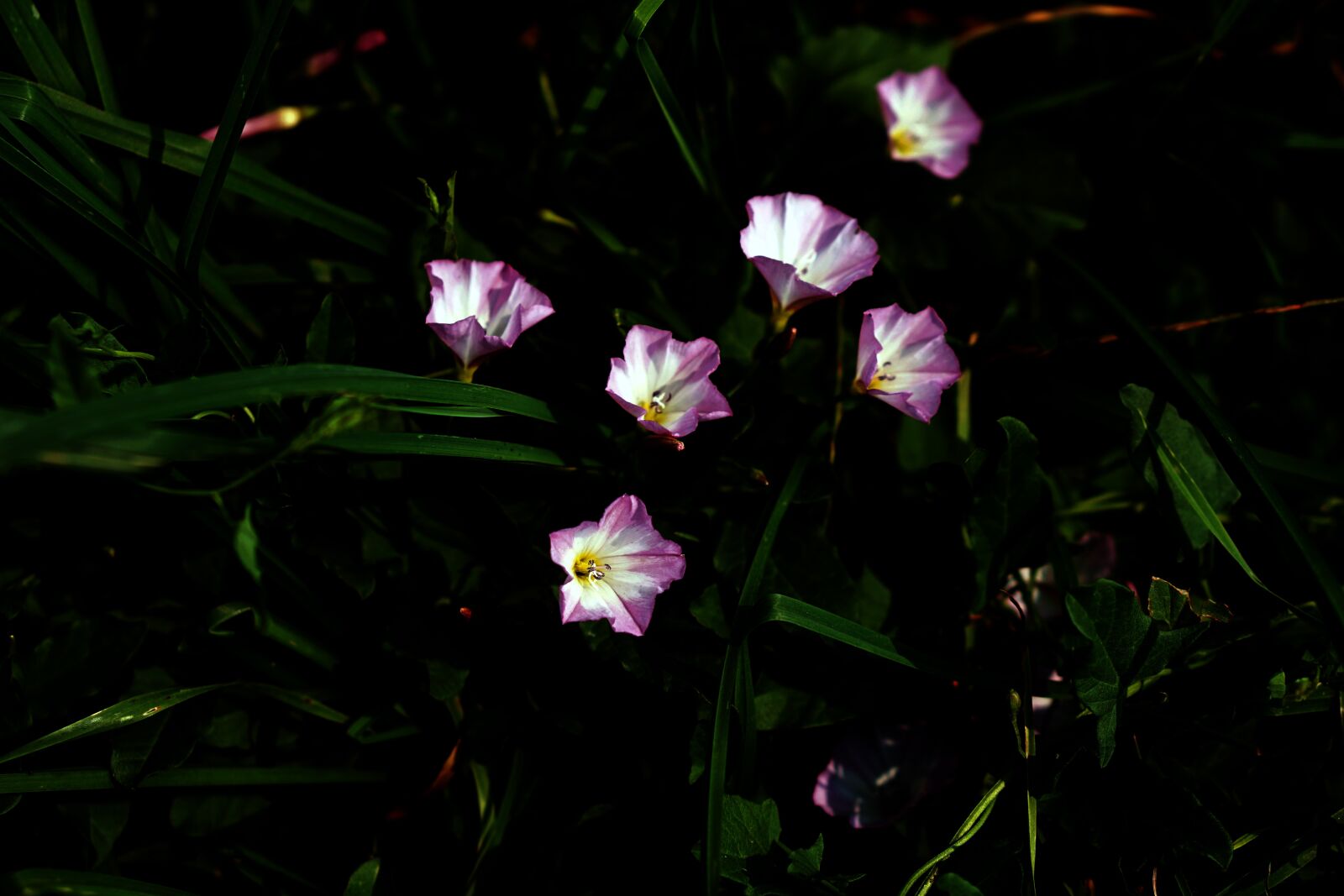 E 50mm F1.8 OSS sample photo. Flowers, bellflower, pink photography