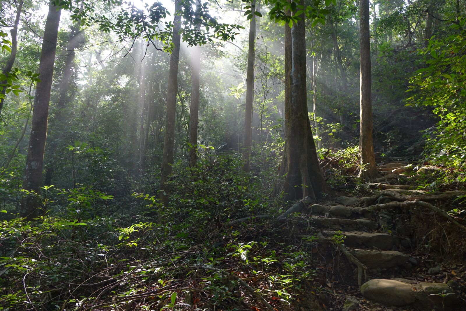 Sony Cyber-shot DSC-RX10 sample photo. Forest, trail, sunshine photography