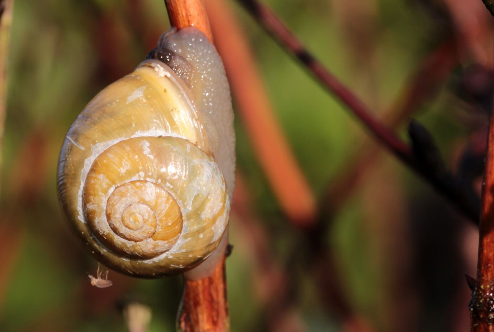 Canon EOS 650D (EOS Rebel T4i / EOS Kiss X6i) sample photo. Shell, snail, garden b photography