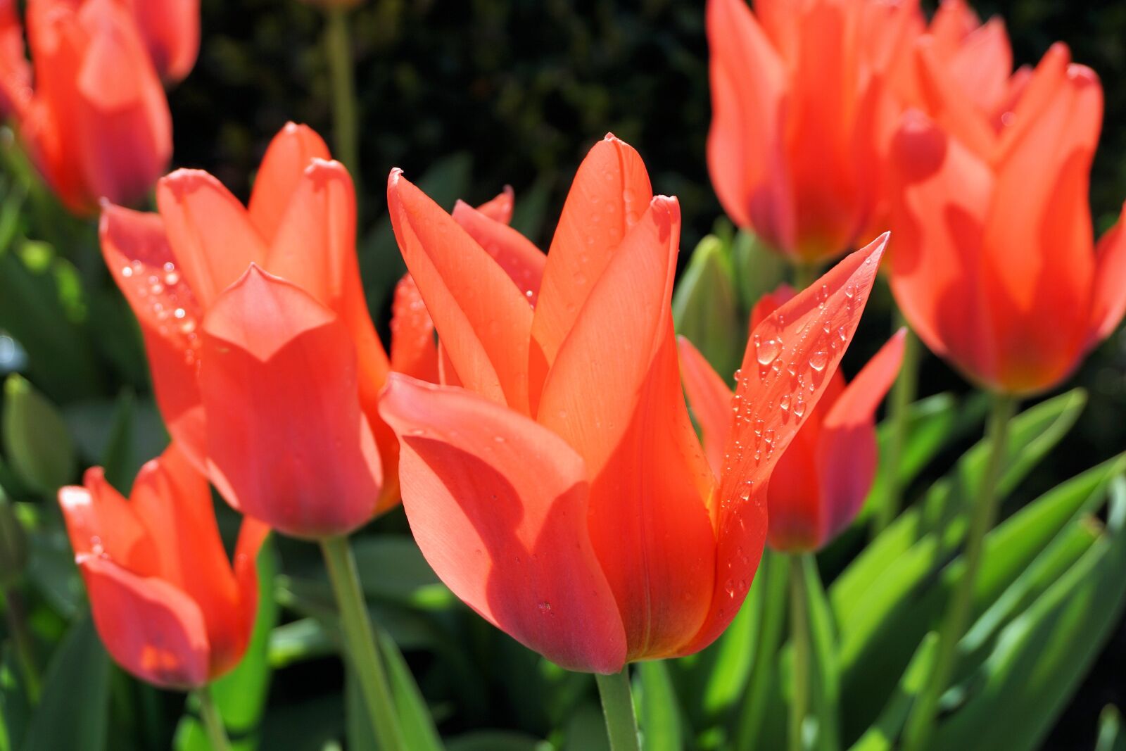 Sony a6000 sample photo. Tulips, flowers, nature photography