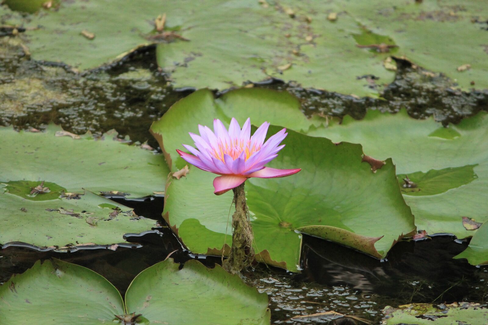 Canon EOS 1100D (EOS Rebel T3 / EOS Kiss X50) sample photo. Pool, lotus, aquatic photography