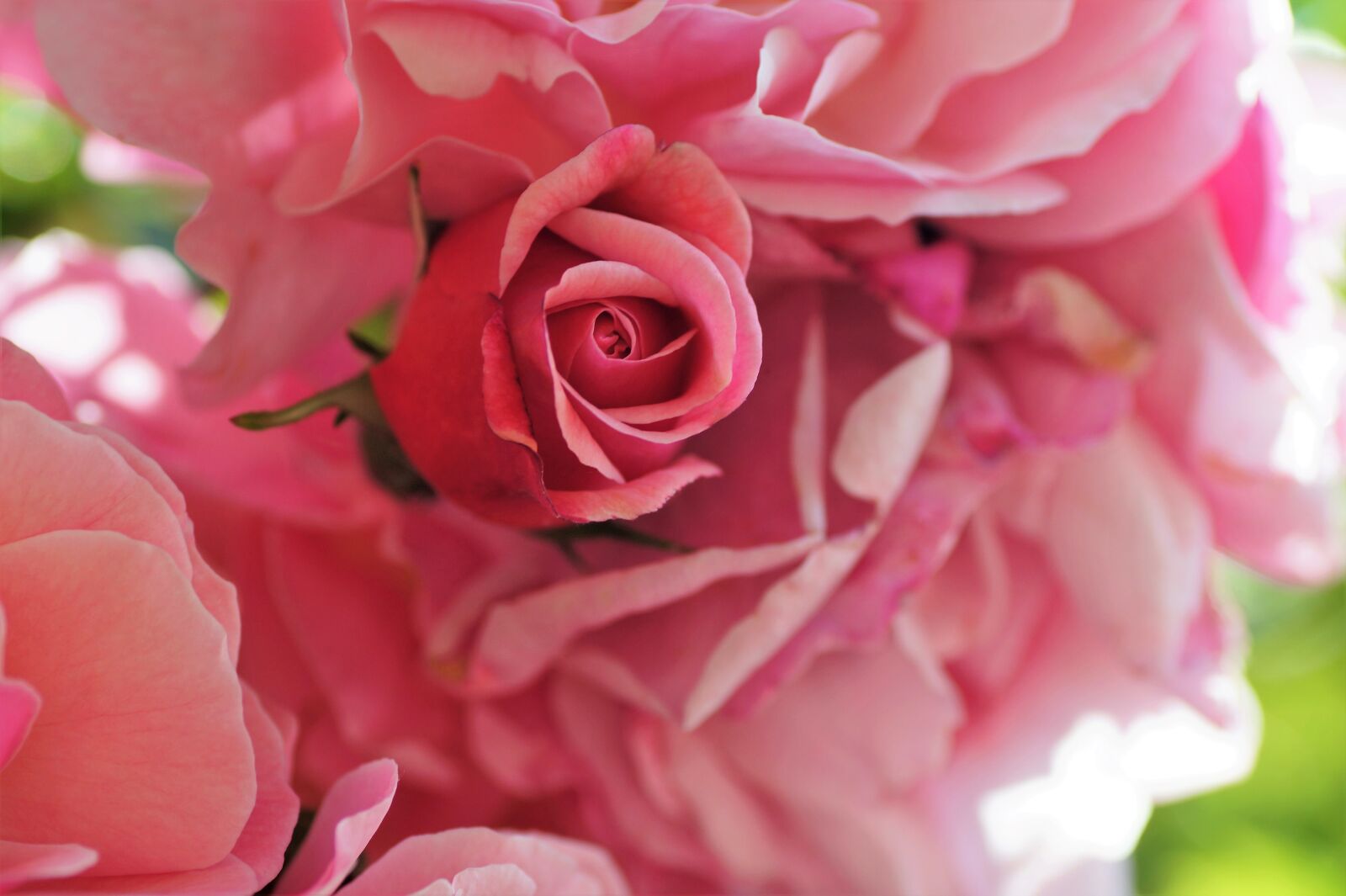 Sony SLT-A58 sample photo. Rose, bud, pink photography
