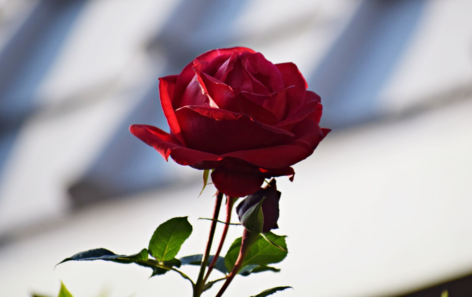 Nikon D3300 sample photo. Rose, red, roses photography