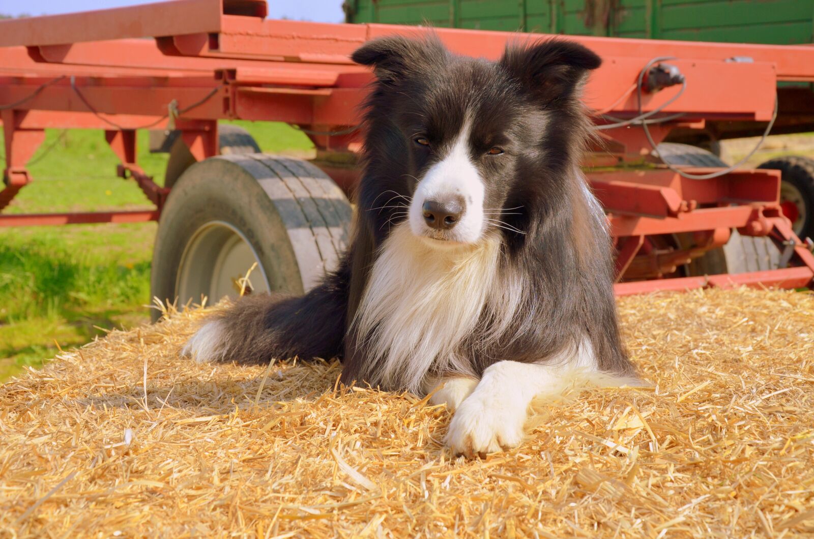 Nikon D5100 sample photo. Herding dog, border collie photography
