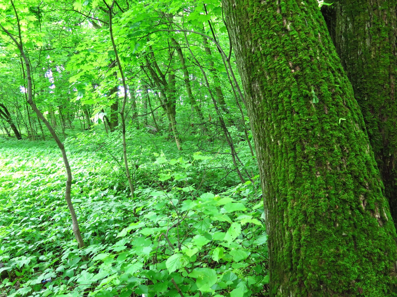 Canon PowerShot G16 sample photo. Nature, tree, trees photography