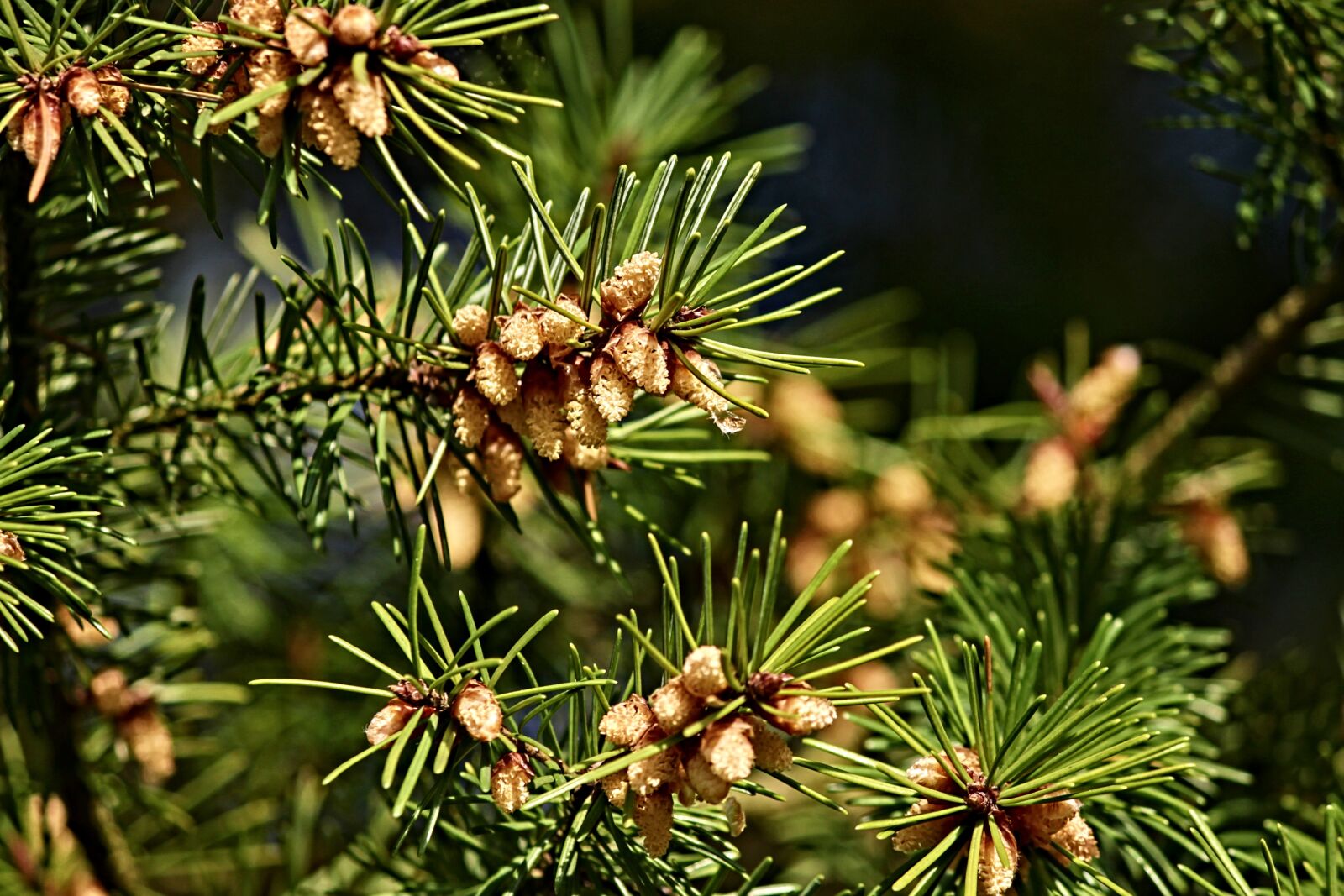 Canon EOS 1100D (EOS Rebel T3 / EOS Kiss X50) sample photo. Pine, tap, pine cones photography
